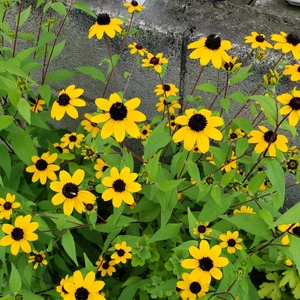 【ちなつお花編】😄🌻✨