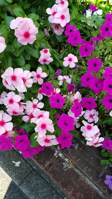 【ちなつお花編】😄🌼✨
