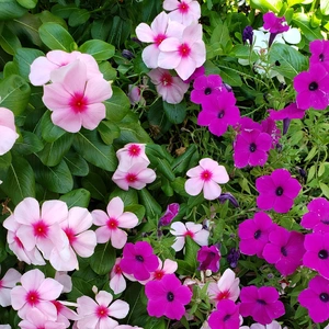 【ちなつお花編】😄🌼✨