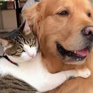 おっはニャンฅ•ﻌ•ฅ