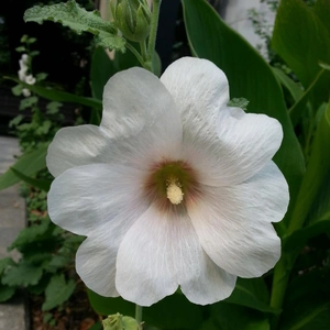 【ちなつお花編】😄🌼✨