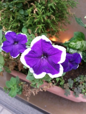 【ちなつお花編】😄🌼✨