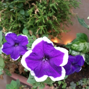 【ちなつお花編】😄🌼✨