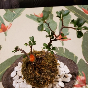 【ちなつお花編】😄🌼✨