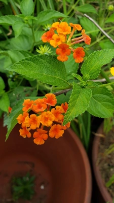 【ちなつお花編】😄🌼✨