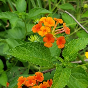【ちなつお花編】😄🌼✨
