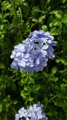 【ちなつお花編】😄🌼✨