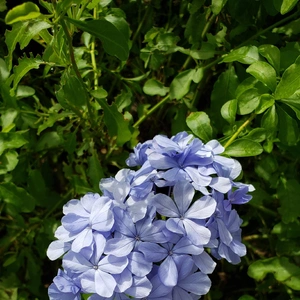【ちなつお花編】😄🌼✨