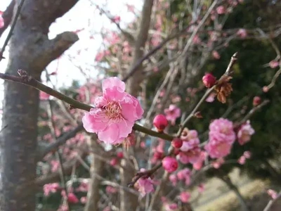 【ちなつ】携帯写真館