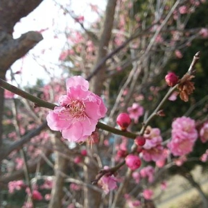 【ちなつ】携帯写真館