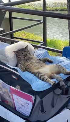 おっはニャン➰ฅ•ﻌ•ฅ☀️✨