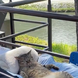 おっはニャン➰ฅ•ﻌ•ฅ☀️✨