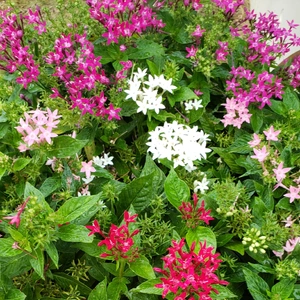 【ちなつお花編】😄🌼✨