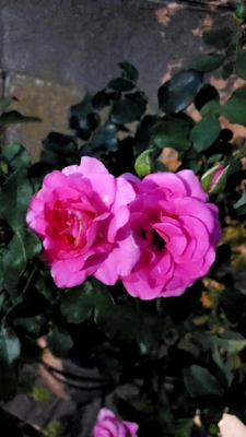 【ちなつ薔薇編】😄🌹✨