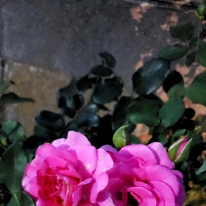 【ちなつ薔薇編】😄🌹✨