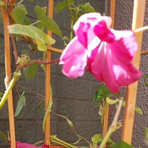 【ちなつ朝顔編】😄💠✨