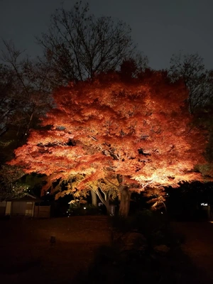 【ちなつ】携帯写真館