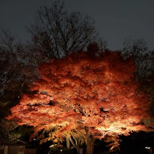 【ちなつ】携帯写真館