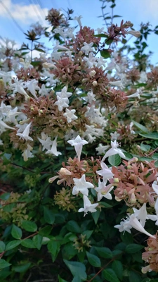 【ちなつお花編】😄🌼✨