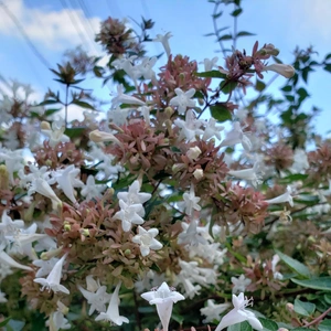 【ちなつお花編】😄🌼✨