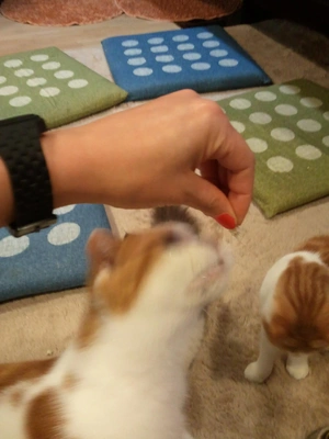 【ちなつ猫カフェ編】😄😺🌃