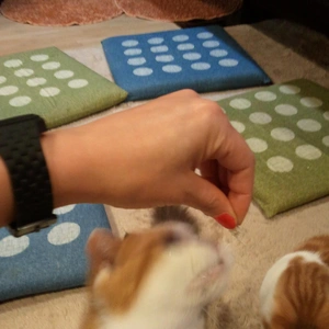 【ちなつ猫カフェ編】😄😺🌃
