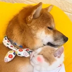 おっはニャンฅ•ﻌ•ฅ☔