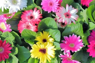 ✨🌼１０月誕生花・ガーベラ🌼✨