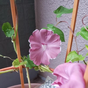 【ちなつ朝顔編】😄💠✨