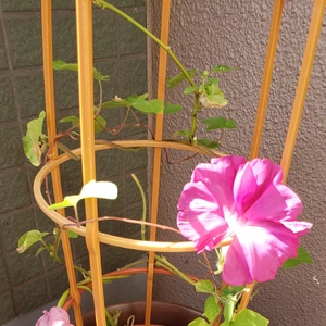 【ちなつ朝顔編】😄💠✨