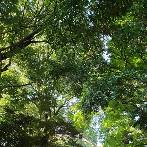 【ちなつ風景編】😄🌿✨