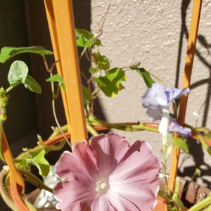 【ちなつ朝顔編】😄💠✨