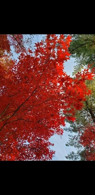 【ちなつ】携帯写真館