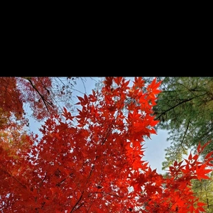 【ちなつ】携帯写真館