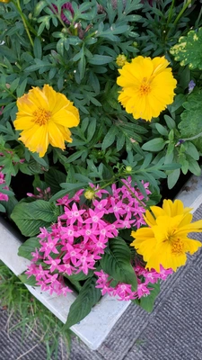 【ちなつお花編】😄🌼✨