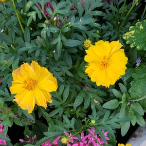 【ちなつお花編】😄🌼✨