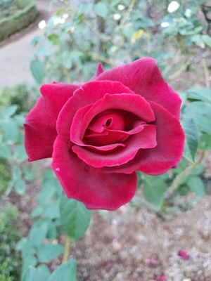 【ちなつ秋薔薇】😄🌹✨