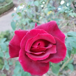 【ちなつ秋薔薇】😄🌹✨