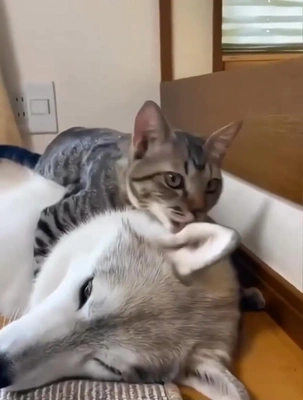 おっはニャンฅ•ﻌ•ฅ☀️✨