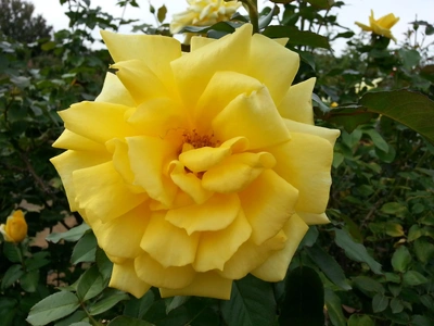 【ちなつ秋薔薇編】😄🌹✨
