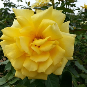 【ちなつ秋薔薇編】😄🌹✨