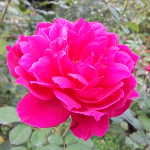 【ちなつ秋薔薇編】😄🌹✨