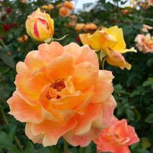 【ちなつ秋薔薇編】😄🌹✨