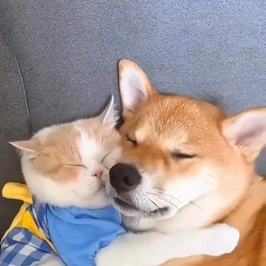 おっはニャンฅ•ﻌ•ฅ☁️