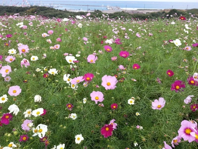 【ちなつ秋桜編】😄🌼✨