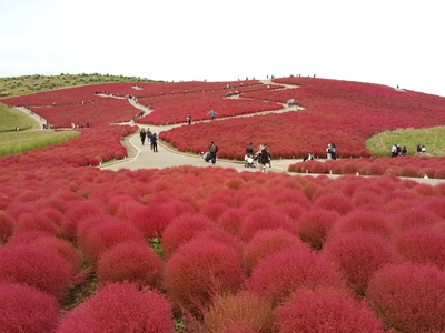 【ちなつ紅葉編】😄🍁✨