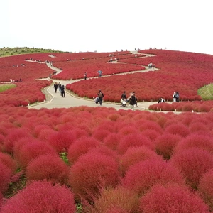 【ちなつ紅葉編】😄🍁✨
