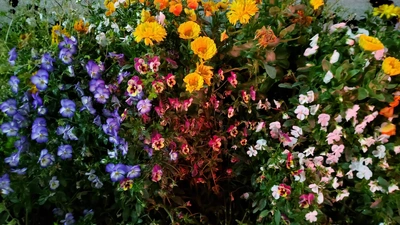 【ちなつ夜のお花編】😄🌼✨