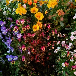 【ちなつ夜のお花編】😄🌼✨