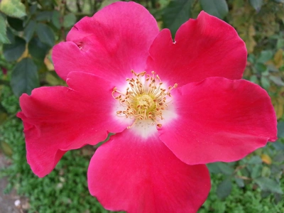 【ちなつ秋薔薇編】😄🌹✨